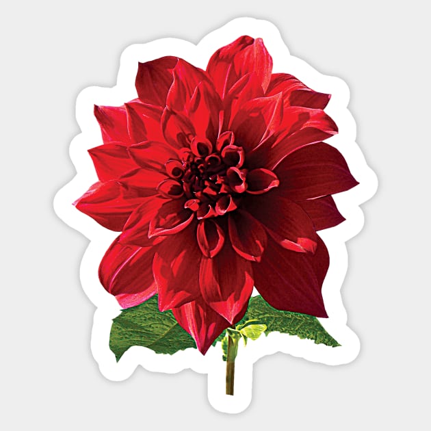 Dahlia Spartacus Sticker by SusanSavad